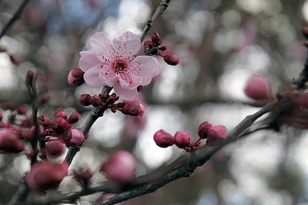 selective photo of pink cherry blossom thumbnail