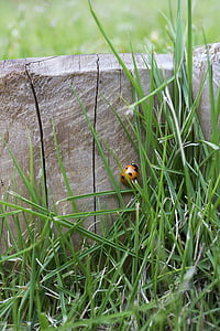 brown and black ladybug on wood near grass at daytime thumbnail