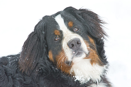 closeup photo of Bernese mountain dog thumbnail