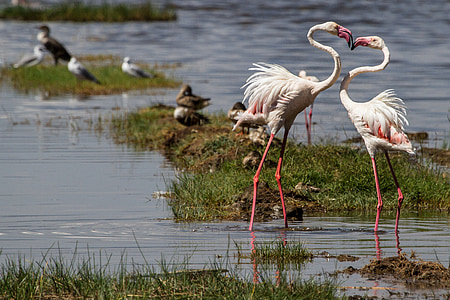 two white-and-pink flamingoes thumbnail