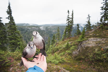 person holding gray and black bird on palm thumbnail