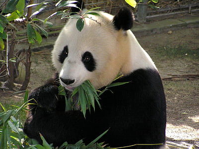 panda eating leaf thumbnail