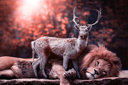deer on top of lion digital wallpaper thumbnail