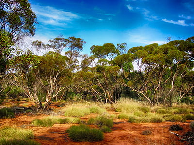 green trees under blue sky during daytime thumbnail