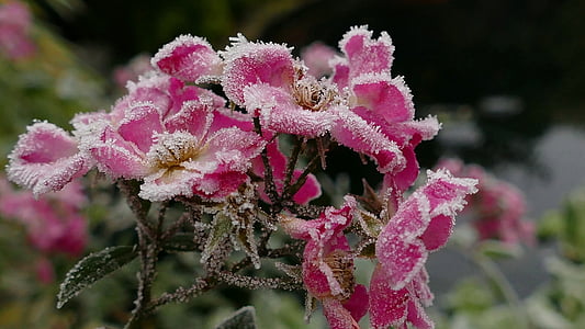 pink flowers thumbnail
