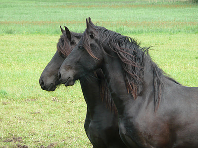 two black horses on green grass at daytime thumbnail