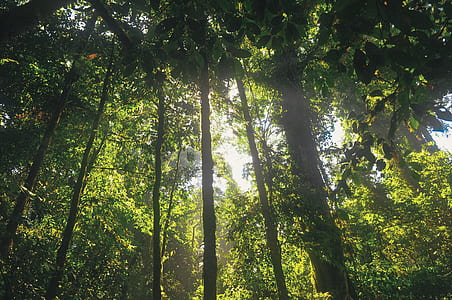 wood, nature, sunny, forest thumbnail