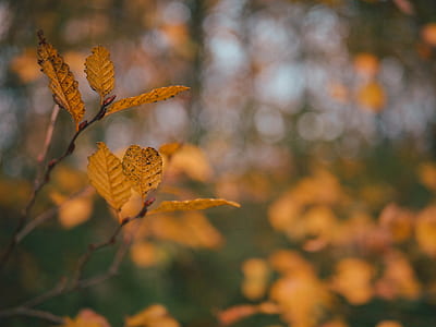 brown leaves thumbnail