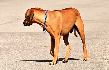 adult brown broholmer walking on concrete road thumbnail