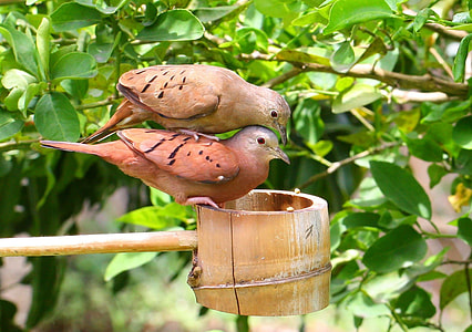 two brown birds perched on brown bamboo thumbnail
