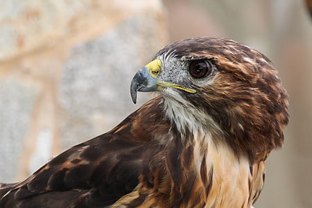 selective focus photography of brown and gray eagle thumbnail