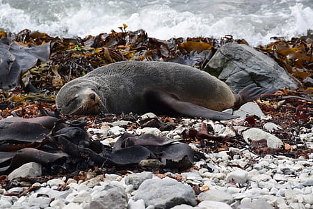 sea lion lying beside rock thumbnail