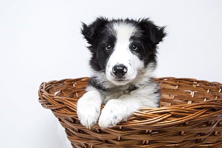 short-coated white and black puppy inside brown wicker basket thumbnail