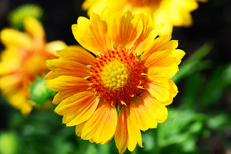 Gaillardia, Blanket Flower thumbnail