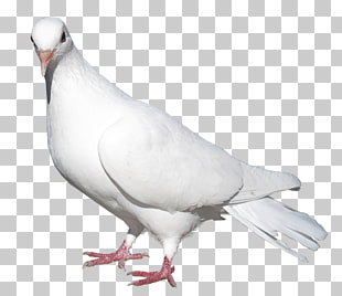 Pigeons and doves Domestic pigeon Bird Release dove, White Pigeon Transparent , white pigeon PNG clipart