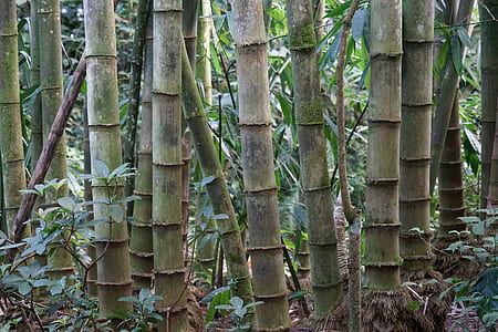 bamboo plantation thumbnail