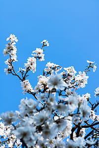 white cherry blossom thumbnail