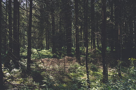 green plants surround trees at daytime thumbnail