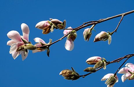 closeup photography of pink petaled flowers thumbnail