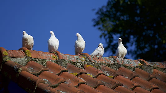 rooftop, animal, roof, blur thumbnail