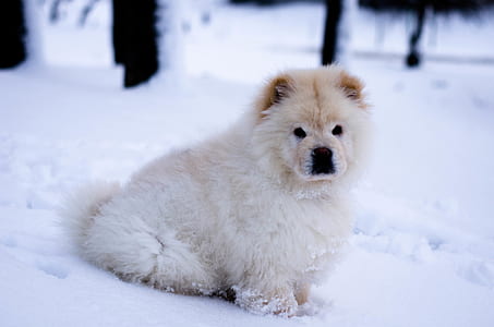 closeup photo of white puppy thumbnail