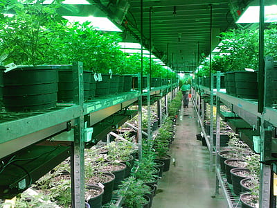 photo of green garden thumbnail