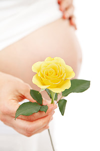 person holding yellow petaled flower thumbnail