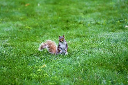 macro photography of squirrel on grass field thumbnail