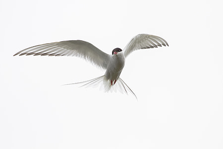 flying white bird thumbnail
