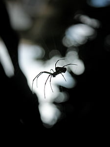 selective focus photography of spider on web thumbnail