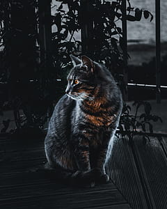 shallow focus photography of gray tabby cat thumbnail