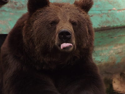 brown bear thumbnail