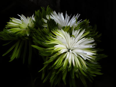 white-and-green petaled flower thumbnail