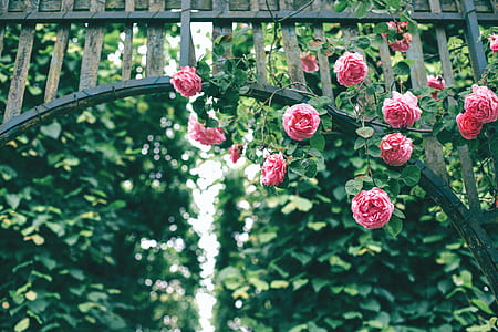 hanging pink petaled flower on arch at daytime thumbnail