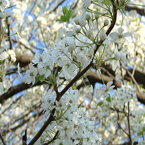 Cleveland Pear Tree, White Flowers thumbnail
