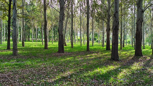 brown trees thumbnail