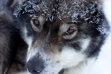 black and white wolf covered with snow thumbnail