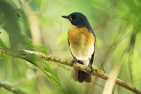 black and brown bird perching on tree branch thumbnail