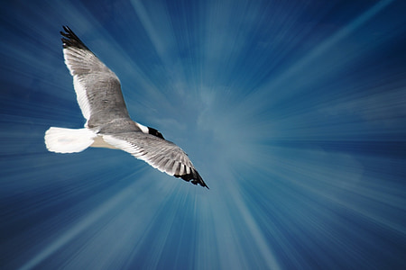 gray and white bird flying under blue sky during daytime thumbnail