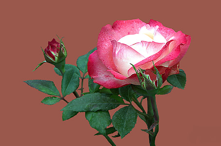 Floribunda, Rosengarten Bad Kissingen thumbnail