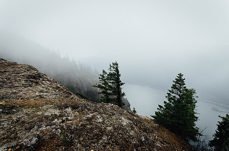 green pine tree with mountain during foggy day thumbnail