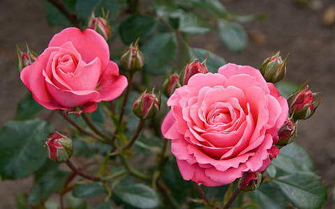 pink rose flower thumbnail