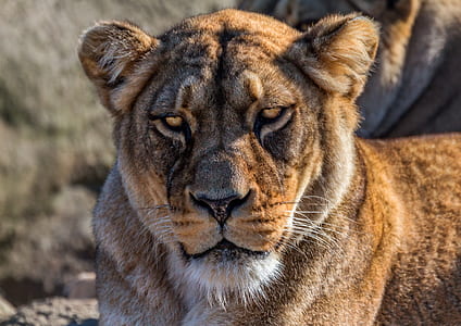 brown lion thumbnail
