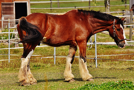 shallow focus photography of brown and white horse during daytime thumbnail