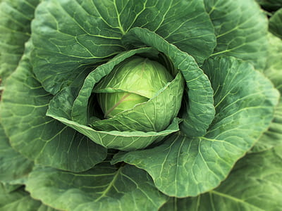 green cabbage thumbnail