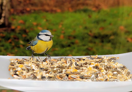 blue, white, and yellow bird thumbnail