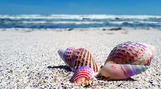 four assorted-color seashells on white sand beach during daytime thumbnail