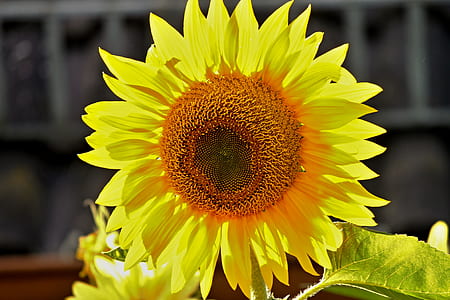 yellow sunflower blooming thumbnail
