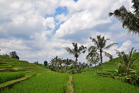green grass rice terraces thumbnail