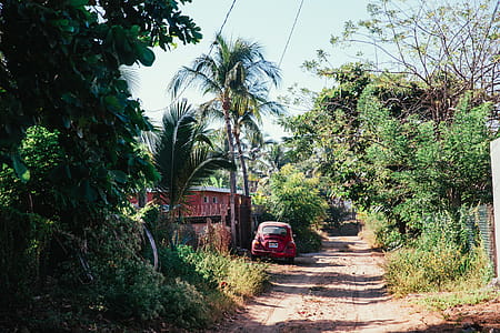 A dirt road through tropical greenery thumbnail